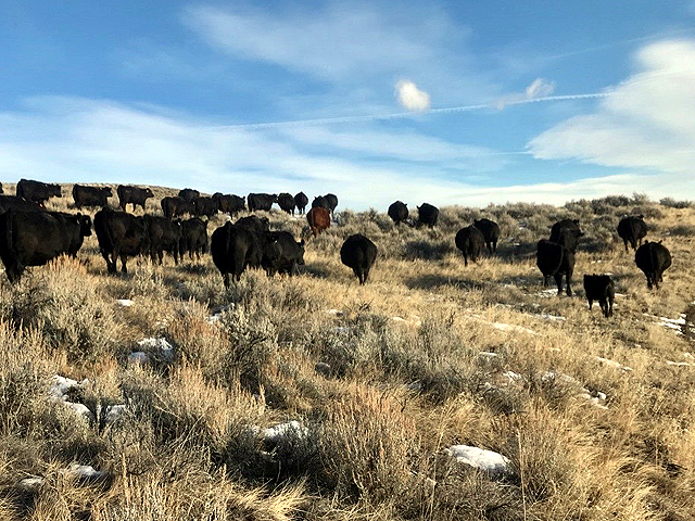 Ranchers have been going through their busiest time of the season, shipping calves, as they prepare for the long, cold winter ahead. (DTN photo by ShayLe Stewart)